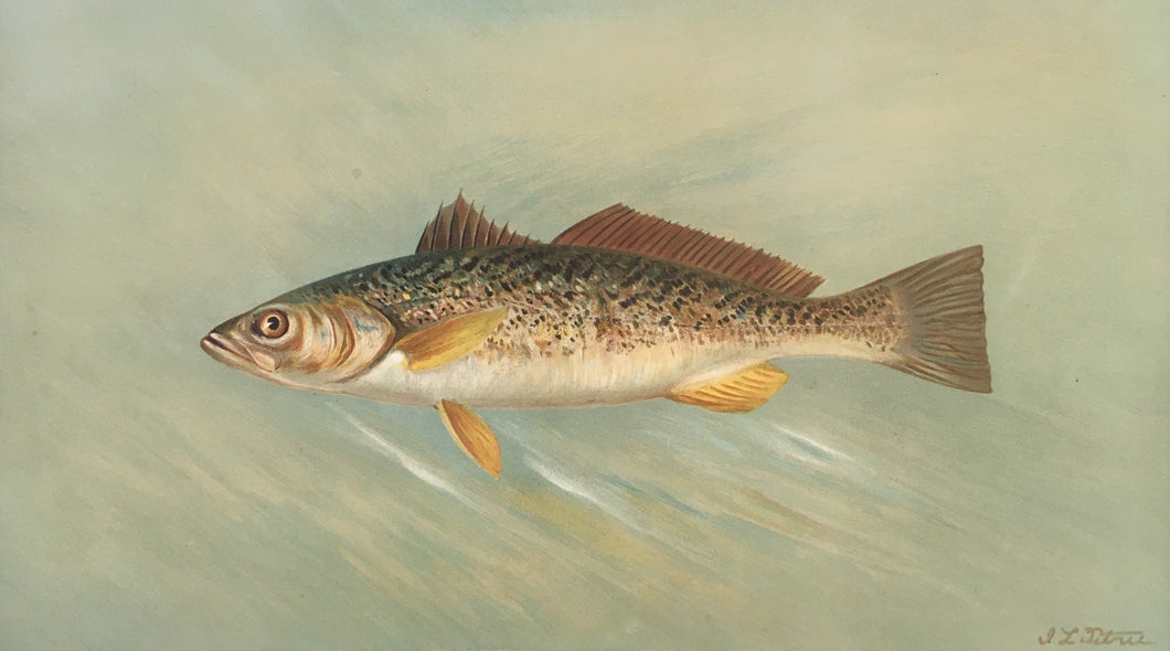 Petrie, J.L.    “Weakfish or Squeteague”