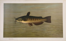 Load image into Gallery viewer, Petrie, J.L.  “Common Bullhead or Horned Pout (catfish)”
