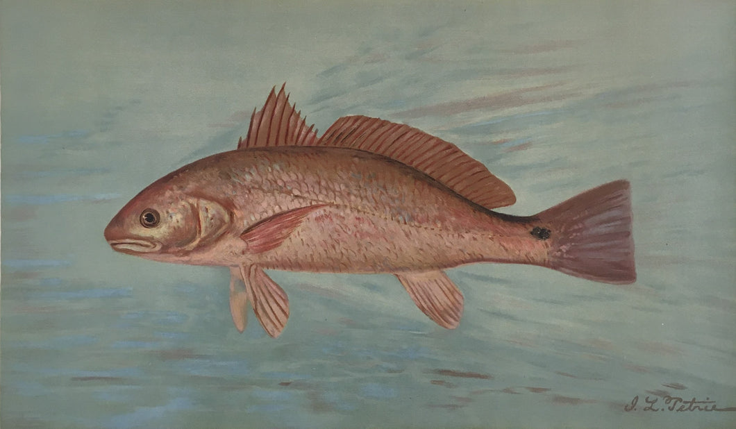 Petrie, J.L. “Red Drum or Channel Bass.”