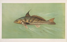 Load image into Gallery viewer, Petrie, J.L.  “Kingfish, Whiting or Barb”
