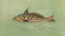 Load image into Gallery viewer, Petrie, J.L.  “Kingfish, Whiting or Barb”
