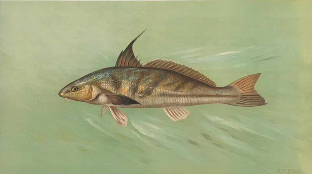 Petrie, J.L.  “Kingfish, Whiting or Barb”