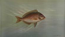 Load image into Gallery viewer, Petrie, J.L.  “Porgee, or Scup”
