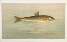 Load image into Gallery viewer, Petrie, J.L.  “Rocky Mountain Whitefish”
