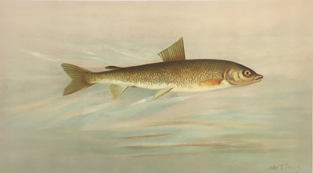 Petrie, J.L.  “Rocky Mountain Whitefish”