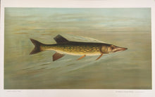 Load image into Gallery viewer, Petrie, J.L. “Eastern or Banded Pickerel”
