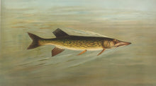 Load image into Gallery viewer, Petrie, J.L. “Eastern or Banded Pickerel”
