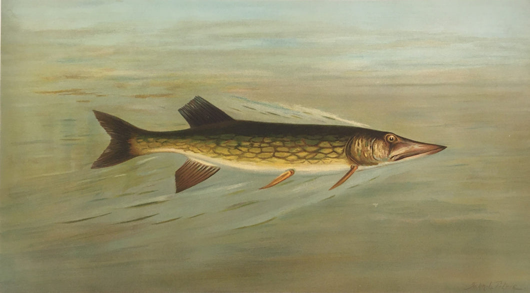 Petrie, J.L. “Eastern or Banded Pickerel”