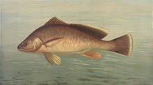 Load image into Gallery viewer, Petrie, J.L.  “Fresh Water Drum or Sheepshead”
