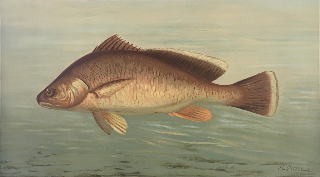 Petrie, J.L.  “Fresh Water Drum or Sheepshead”