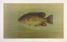 Load image into Gallery viewer, Petrie, J.L.  “Rock Bass.”
