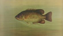 Load image into Gallery viewer, Petrie, J.L.  “Rock Bass.”
