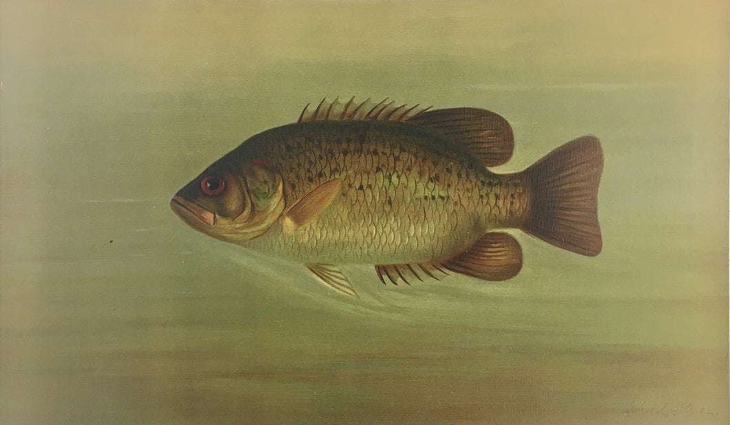 Petrie, J.L.  “Rock Bass.”