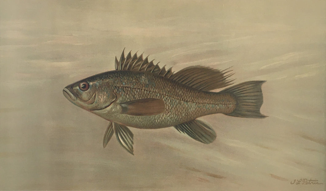 Petrie, J.L.  “Sea Bass”