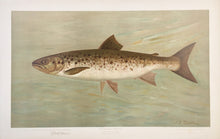 Load image into Gallery viewer, Petrie, J.L. “Quananiche or Winninish”  [land locked salmon]
