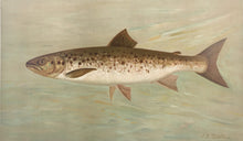 Load image into Gallery viewer, Petrie, J.L. “Quananiche or Winninish”  [land locked salmon]
