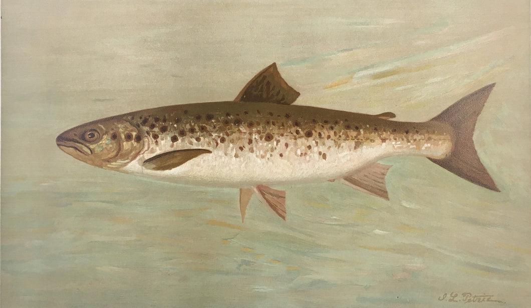 Petrie, J.L. “Quananiche or Winninish”  [land locked salmon]