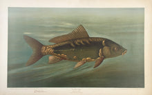 Load image into Gallery viewer, Petrie, J.L.  “Mirror Carp”
