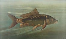 Load image into Gallery viewer, Petrie, J.L.  “Mirror Carp”
