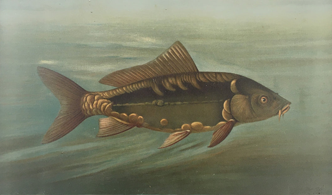 Petrie, J.L.  “Mirror Carp”