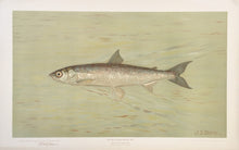 Load image into Gallery viewer, Petrie, J.L. “Cisco of Lake Geneva, Wis” [Lake Herring]
