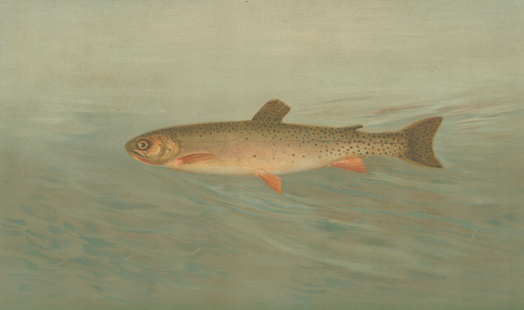 Petrie, J.L. “Rocky Mountain Trout”