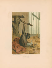 Load image into Gallery viewer, Prang, Louis. “Chimpanzee”
