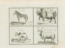 Load image into Gallery viewer, Unattributed “Quadrupeds. The Zebra. The American Buffalo. The Zebu. The many-Horned Sheep&quot;
