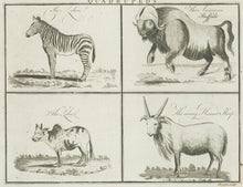 Load image into Gallery viewer, Unattributed “Quadrupeds. The Zebra. The American Buffalo. The Zebu. The many-Horned Sheep&quot;
