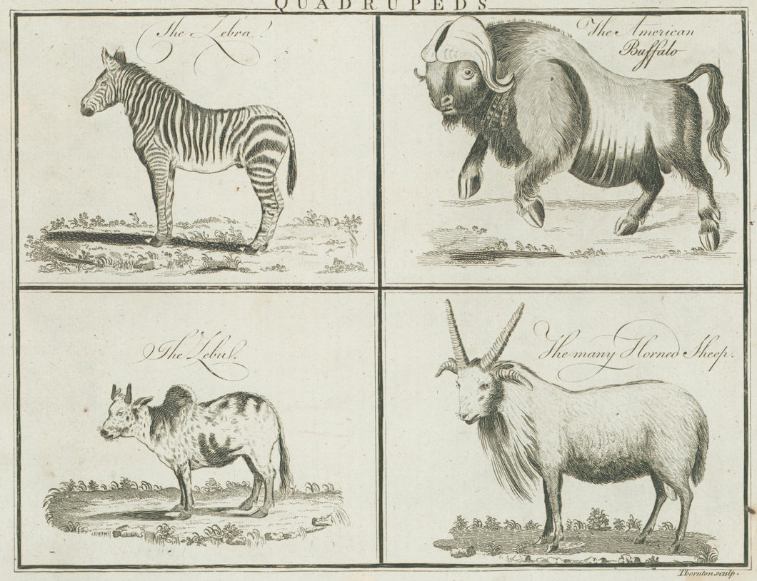 Unattributed “Quadrupeds. The Zebra. The American Buffalo. The Zebu. The many-Horned Sheep