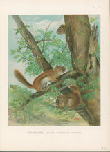 Load image into Gallery viewer, Lang, Charles  “Red Squirrel”
