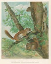 Load image into Gallery viewer, Lang, Charles  “Red Squirrel”
