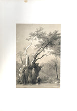 Load image into Gallery viewer, Roberts, David   &quot;The Holy Tree, Metereah&quot;  [Egypt]
