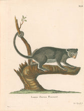 Load image into Gallery viewer, Schreber Pl. XLII. &quot;Lemur flavus Pennant&quot;
