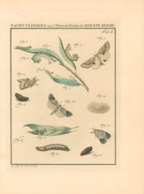 Load image into Gallery viewer, Sepp, Jan Christiaan   Plate I  [Insects of the Netherlands]
