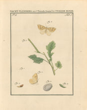 Load image into Gallery viewer, Sepp, Jan Christiaan  Plate I  Part 2  [Insects of the Netherlands]
