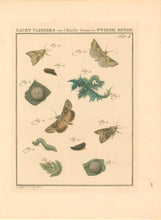 Load image into Gallery viewer, Sepp, Jan Christiaan Plate Ia  [Insects of the Netherlands]
