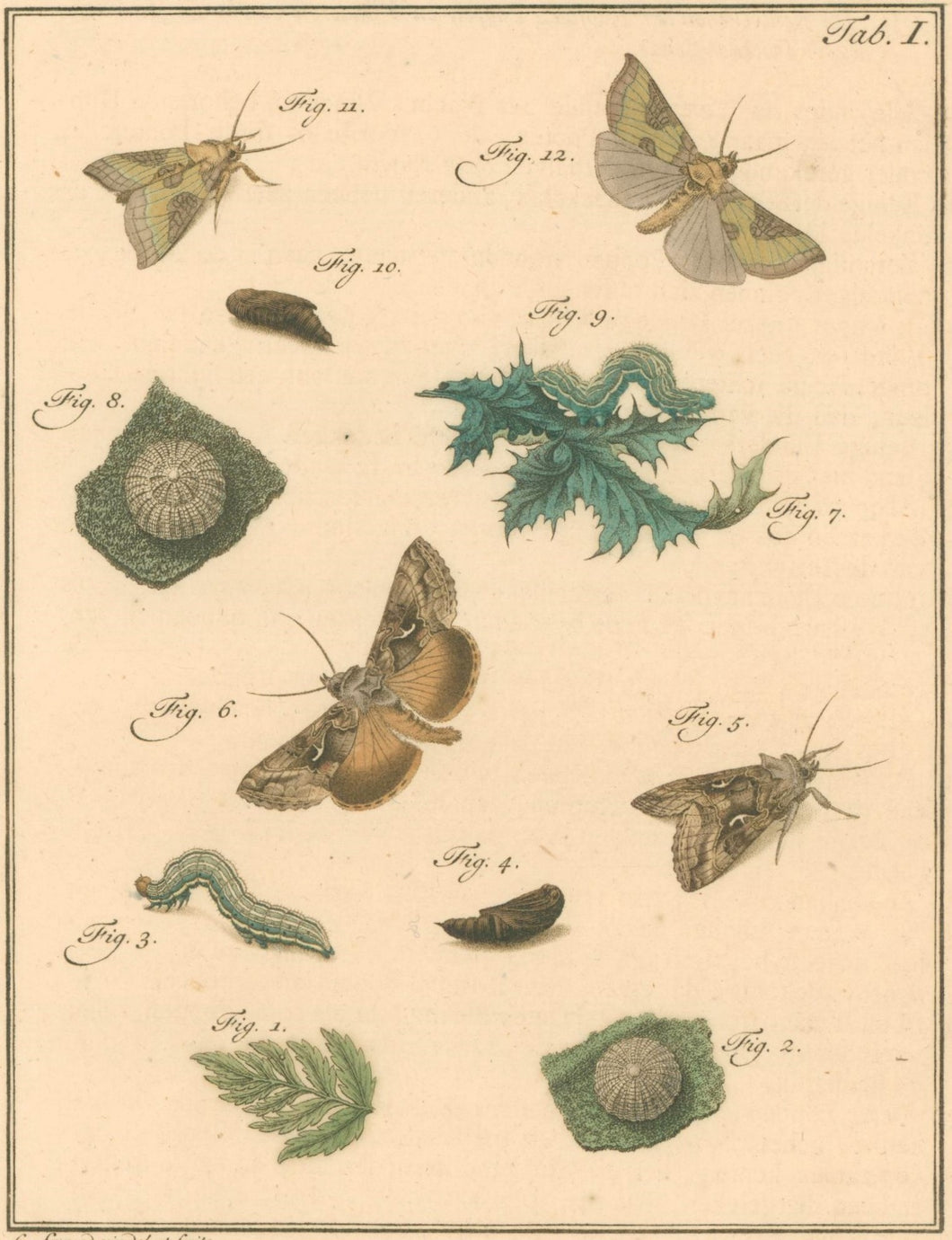 Sepp, Jan Christiaan Plate Ia  [Insects of the Netherlands]