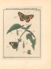 Load image into Gallery viewer, Sepp, Jan Christiaan  Plate IIa  [Insects of the Netherlands]
