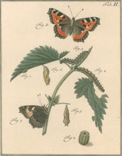 Load image into Gallery viewer, Sepp, Jan Christiaan  Plate IIa  [Insects of the Netherlands]
