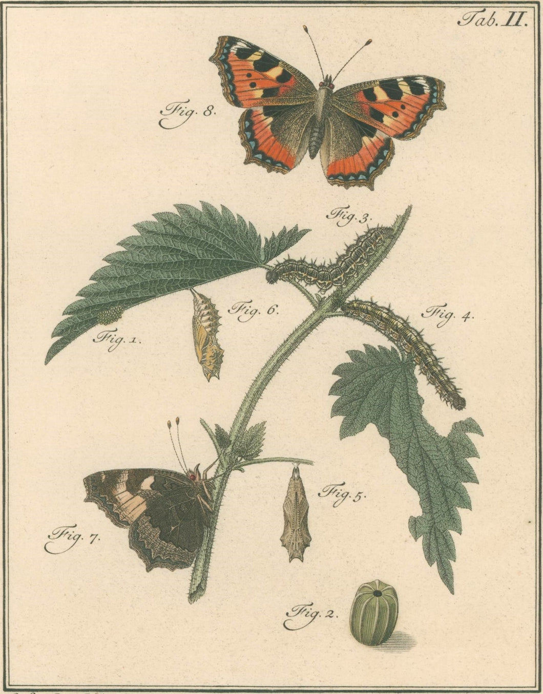 Sepp, Jan Christiaan  Plate IIa  [Insects of the Netherlands]