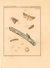 Load image into Gallery viewer, Sepp, Jan Christiaan  Plate III  [Insects of the Netherlands]
