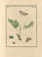 Load image into Gallery viewer, Sepp, Jan Christiaan  Plate III  Part 2  [Insects of the Netherlands]
