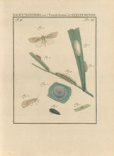 Load image into Gallery viewer, Sepp, Jan Christiaan  Plate IIIa  Part 2  [Insects of the Netherlands]
