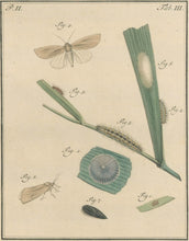 Load image into Gallery viewer, Sepp, Jan Christiaan  Plate IIIa  Part 2  [Insects of the Netherlands]
