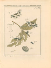 Load image into Gallery viewer, Sep, Jan Christiaan  Plate IIIb  [Insects of the Netherlands]
