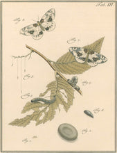 Load image into Gallery viewer, Sep, Jan Christiaan  Plate IIIb  [Insects of the Netherlands]
