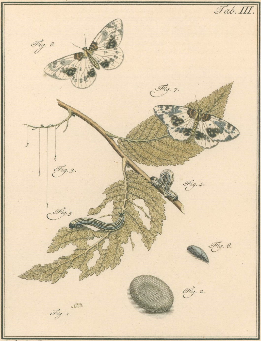 Sep, Jan Christiaan  Plate IIIb  [Insects of the Netherlands]