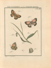 Load image into Gallery viewer, Sepp, Jan Christiaan  Plate IIIc   [Insects of the Netherlands]
