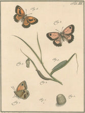 Load image into Gallery viewer, Sepp, Jan Christiaan  Plate IIIc   [Insects of the Netherlands]
